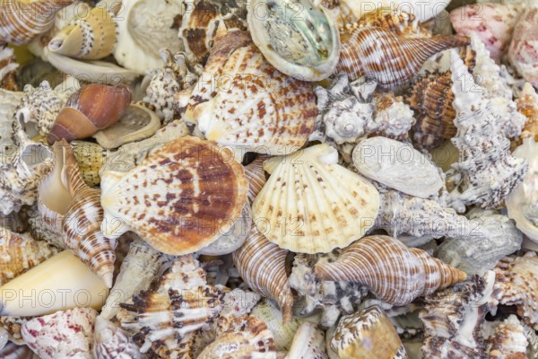 Full frame high angle shot showing lots of seashells