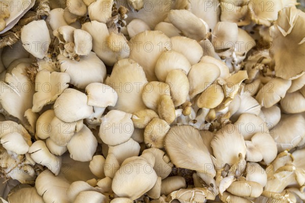 Full frame background showing lots of edible mushrooms