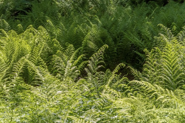 Lots of sunny illuminated fern plants in a forest in Southern Germany
