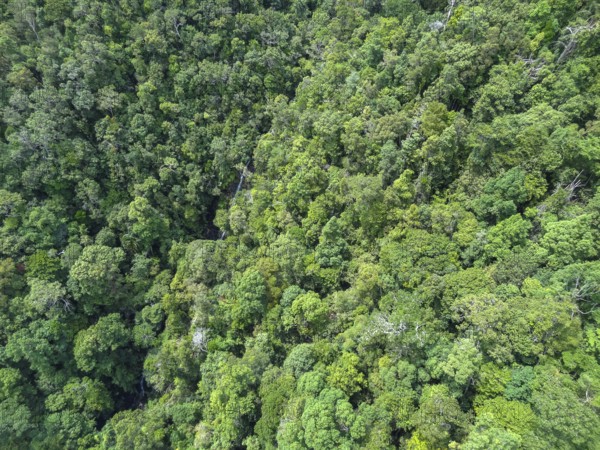 High angle jungle detail at Langkawi island in Malaysia