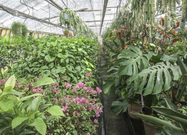 Indoor scenery in a greenhouse with dense vegetation