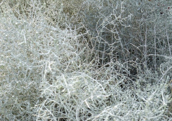 Full frama abstract light grey vegetation closeup