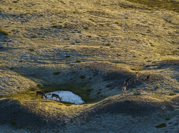 Reindeer, reindeer herd, walking, volcanic landscape, evening light, summer, south-east Iceland, Iceland