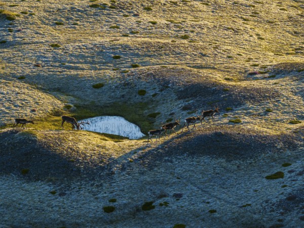 Reindeer, reindeer herd, walking, volcanic landscape, evening light, summer, south-east Iceland, Iceland