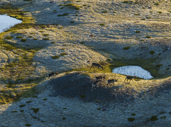 Reindeer, reindeer herd, walking, volcanic landscape, evening light, summer, south-east Iceland, Iceland