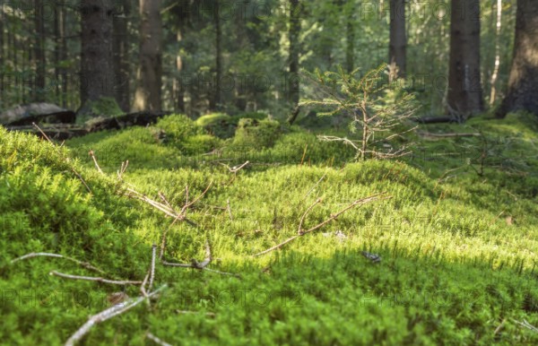 Sunny illuminated low angle forest scenery with moss and ground cover vegetation