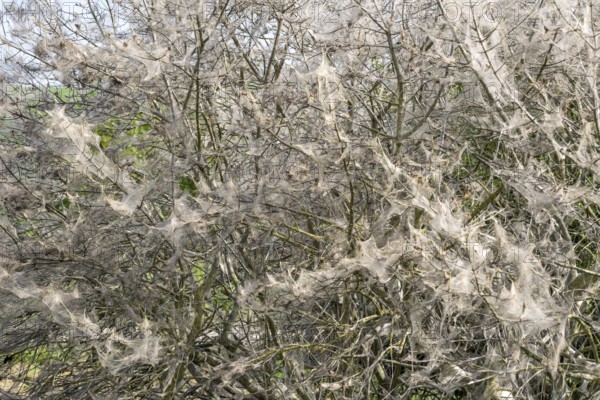 Bush covered with ermine moth webs at spring time