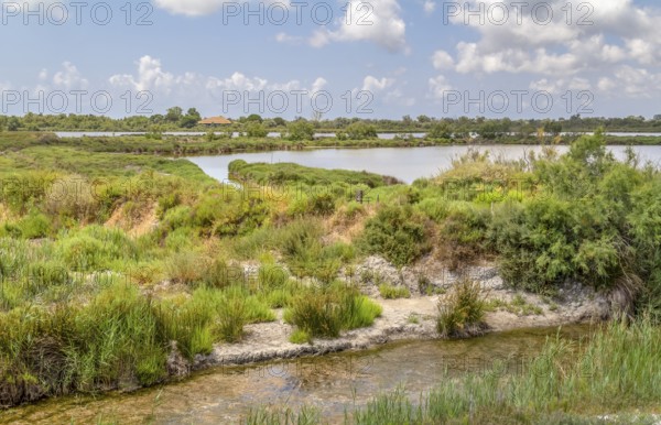 Riparian scenery around the Regional Nature Park of the Camargue in Southern France