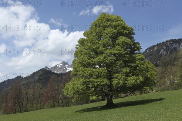 European beech (Fagus sylvatica) single tree, Upper Bavaria, Bavaria, Germany, Allgäu, Bavaria, Germany