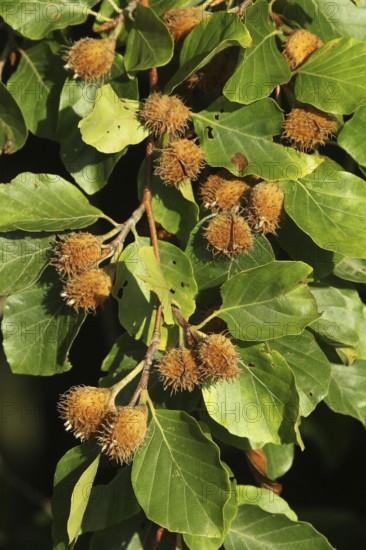 European beech (Fagus sylvatica) beechnuts, ripe fruit on branch, Allgäu, Bavaria, Germany, Allgäu, Bavaria, Germany