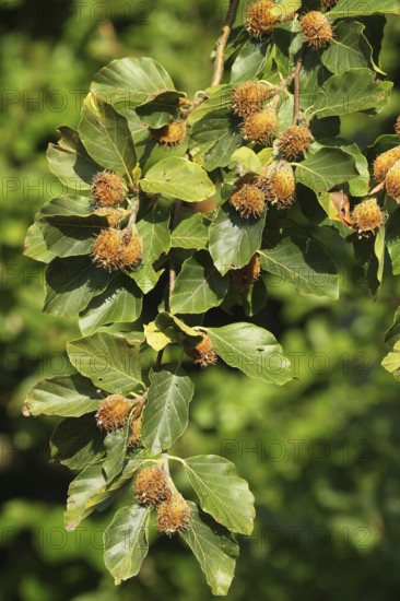 European beech (Fagus sylvatica) beechnuts, ripe fruit on branch, Allgäu, Bavaria, Germany, Allgäu, Bavaria, Germany