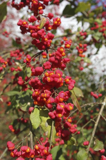Common spindle bush (Euonymus europaeus) better known as peacock, ripe fruit on the bush, Allgäu, Bavaria, Germany, Allgäu, Bavaria, Germany
