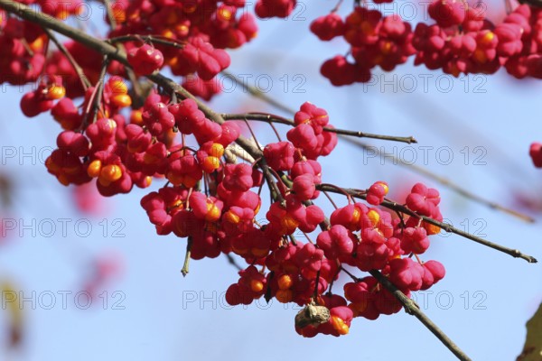 Common spindle bush (Euonymus europaeus) better known as peacock, ripe fruit on the bush, Allgäu, Bavaria, Germany, Allgäu, Bavaria, Germany