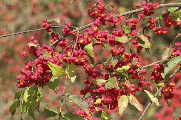 Common spindle bush (Euonymus europaeus) better known as peacock, ripe fruit on the bush, Allgäu, Bavaria, Germany, Allgäu, Bavaria, Germany