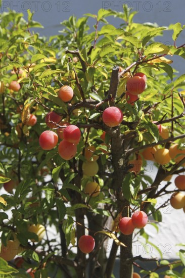 Plum tree (Prunus domesticus) potted plant in the garden, red, ripe fruit, Allgäu, Bavaria, Germany, Allgäu, Bavaria, Germany