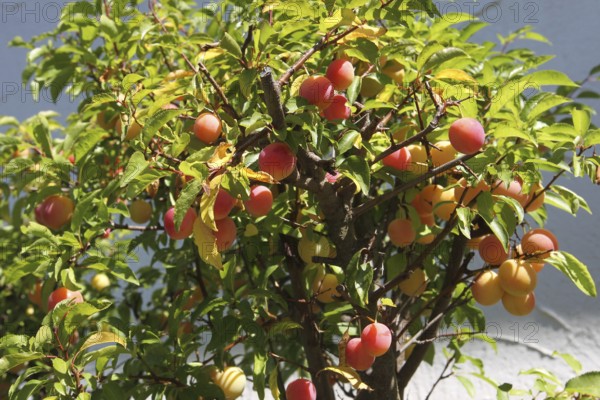Plum tree (Prunus domesticus) potted plant in the garden, red, ripe fruit, Allgäu, Bavaria, Germany, Allgäu, Bavaria, Germany