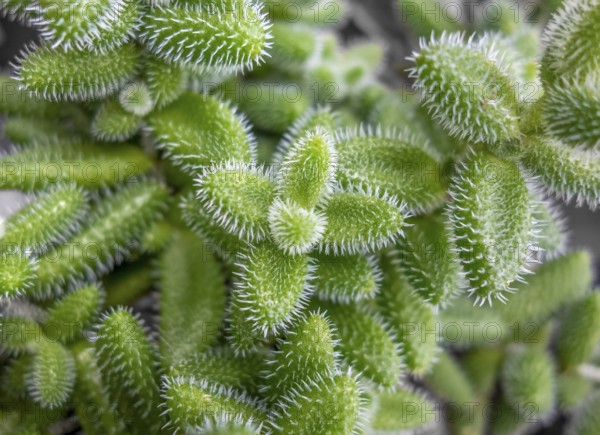 Closeup shot showing lots of green pickle plant leaves