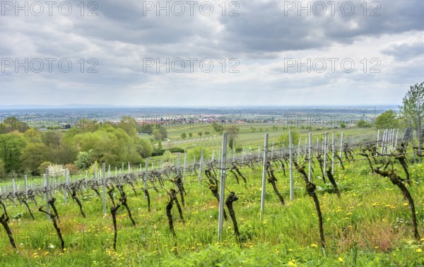 Scenery around Sankt Martin, a municipality in the Southern Wine Route area in Rhineland-Palatinate in Germany