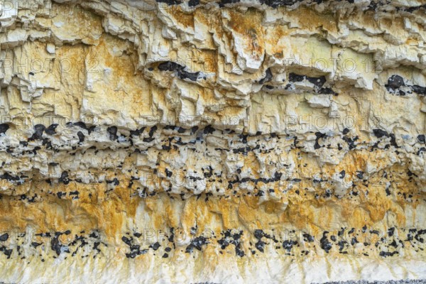 Chalk cliff closeup seen near Fecamp, a commune in the department of Seine-Maritime at the Normandy region in northwestern France