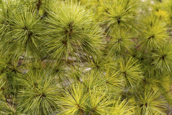 Closeup shot of a pine plant