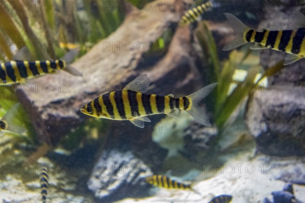 Underwater scenery showing some banded leporinus fishes in natural ambiance
