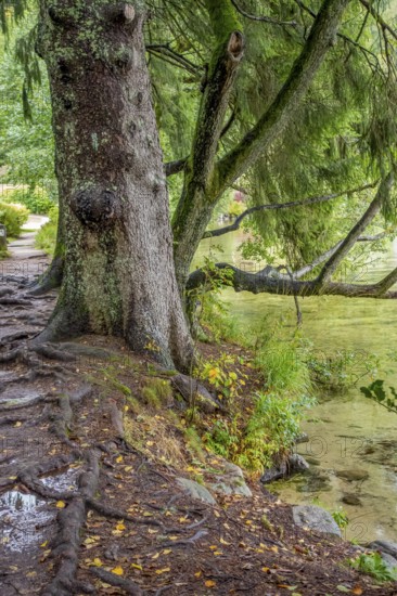 Waterside scenery around Gerardmer in France, a commune in the Vosges department in Grand Est in northeastern France