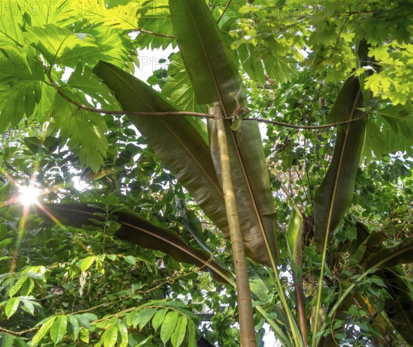 Sunny illuminated sapful green vegetation scenery