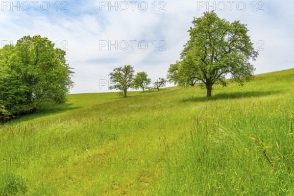 Idyllic rural scenery showing some fruit trees on a meadow in sunny ambiance at early summer time