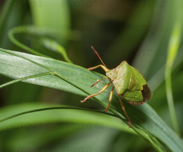 Green shield bug on a grass leaf in natural ambiance