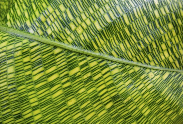 Closeup shot showing a green striped Calathea plant leaf