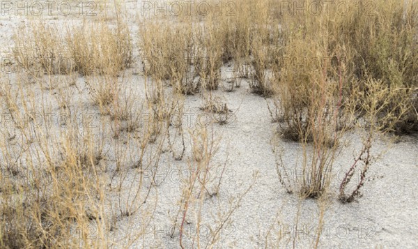 Detail shot showing a arid environment with sere plants and dry earth