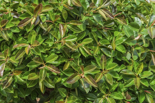 Full frame detail shot of some rubber fig foliage in sunny ambiance