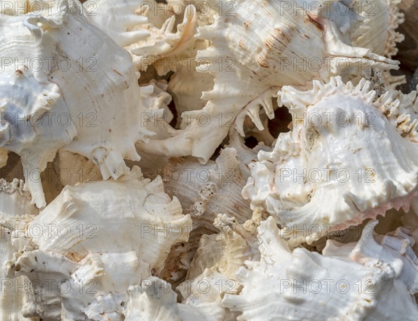 Full frame shot showing lots of marine white snail shells
