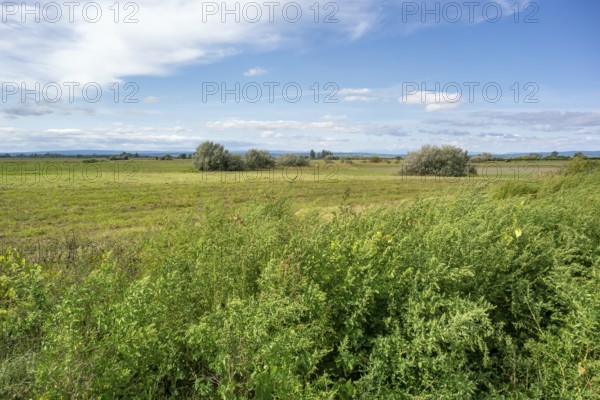 Idyllic rural scenery around Illmitz in a area named Burgenland in Austria