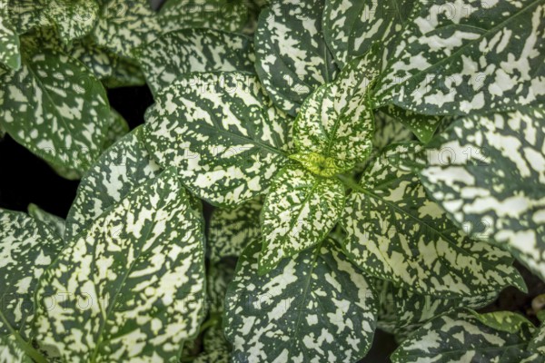 Full frame green and white dappled plant leaves closeup