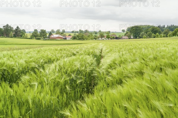 Stormy agricultural springtime scenery with grainfield around a small village in Hohenlohe, a district in Southern Germany