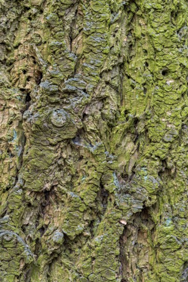 Full frame bark closeup partly overgrown with lichen