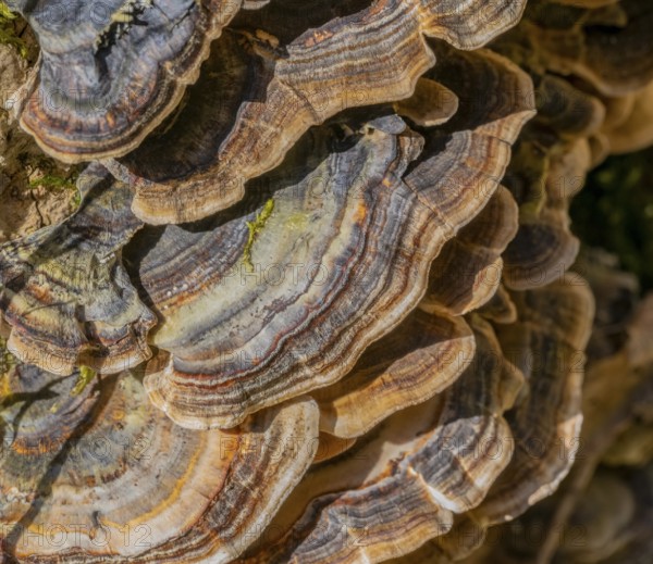 Closeup shot of a natural bracket fungus on a tree trunk