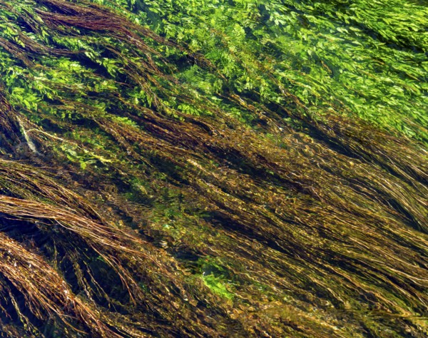 Full frame detail shot showing flowing water over dense green aquatic plant vegetation