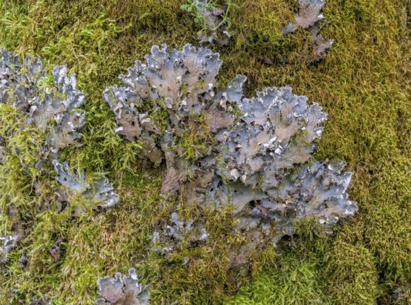 Closeup shot of a lichen species named Peltigera praetextata