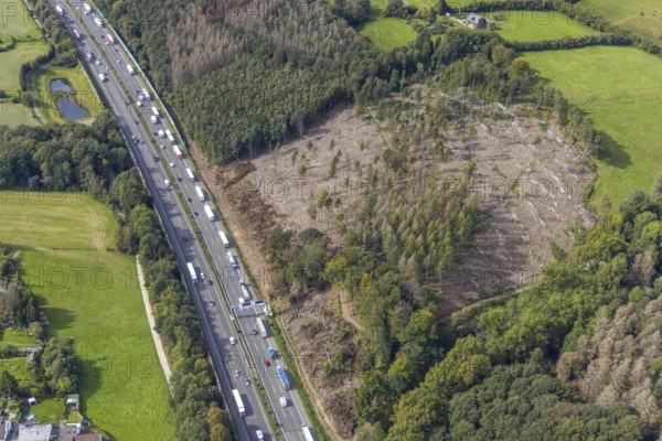 Aerial photo, forest damage on the A1 motorway with stalled truck traffic in the Haßlinghausen district of Sprockhövel, Ruhr area, North Rhine-Westphalia, Germany, tree death, bark beetle damage, bark beetle plague, DE, Europe, clear-cutting, aerial photography, aerial photography, aerial photography, Sprockhövel, road traffic, overview, bird's eye view, forest damage, forest damage, forest dieback, birds-eyes view, overview