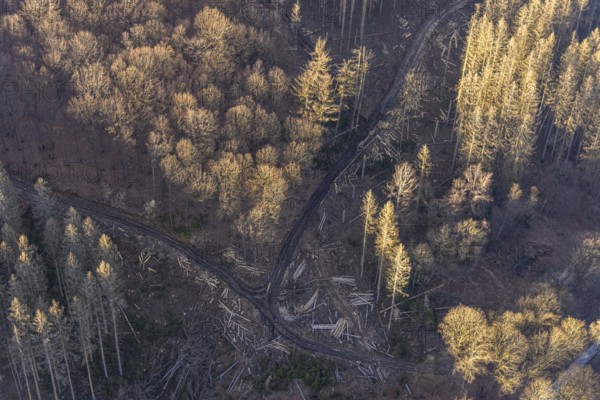 Aerial photograph, forest dieback at the LWL Open-Air Museum Hagen, Eilpe, Hagen, Ruhr area, North Rhine-Westphalia, Germany, DE, Europe, open-air museum, aerial photograph, aerial photography, aerial photography, museum, Mäckingerbach, overview, bird's-eye view, forest, forest area, forest damage, forest dieback, birds-eyes view, overview