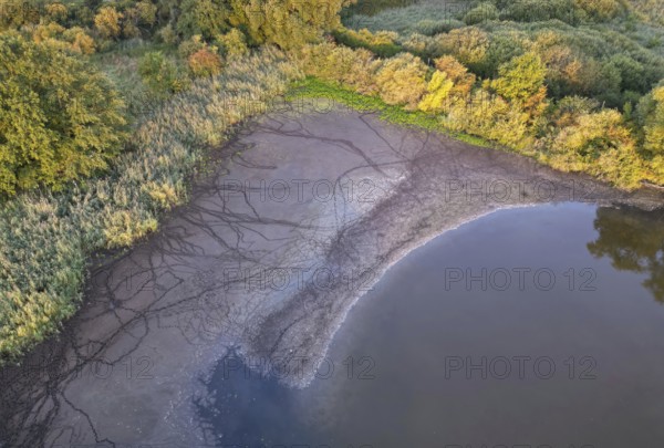 Recognising animal tracks, mud, track reading, shallow water zone, mud, reed belt, food source, mammals, footprints, edge zone of lake, pond, low water level, dried-up lake, drought, Saxony-Anhalt, Germany