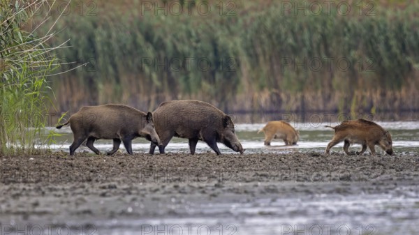 Wild boar (Sus scrofa), hunter's term for wild boar, black boar, blackbuck, brook, herd, overrun, piglet, foraging in mud, wallow, snout, rummaging through the ground for fruit, tubers, mushrooms, worms, shallow water zone, defensive, Saxony-Anhalt, Germany