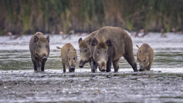 Wild boar (Sus scrofa), hunter's term for wild boar, black boar, blackbuck, brook, herd, overrun, piglet, foraging in mud, wallow, snout, rummaging through the ground for fruit, tubers, mushrooms, worms, shallow water zone, defensive, Saxony-Anhalt, Germany