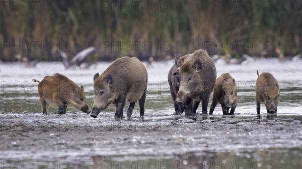 Wild boar (Sus scrofa), hunter's term for wild boar, black boar, blackbuck, brook, herd, overrun, piglet, foraging in mud, wallow, snout, rummaging through the ground for fruit, tubers, mushrooms, worms, shallow water zone, defensive, Saxony-Anhalt, Germany