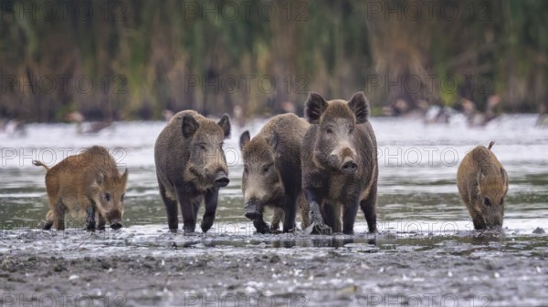 Wild boar (Sus scrofa), hunter's term for wild boar, black boar, blackbuck, brook, herd, overrun, piglet, foraging in mud, wallow, snout, rummaging through the ground for fruit, tubers, mushrooms, worms, shallow water zone, defensive, Saxony-Anhalt, Germany