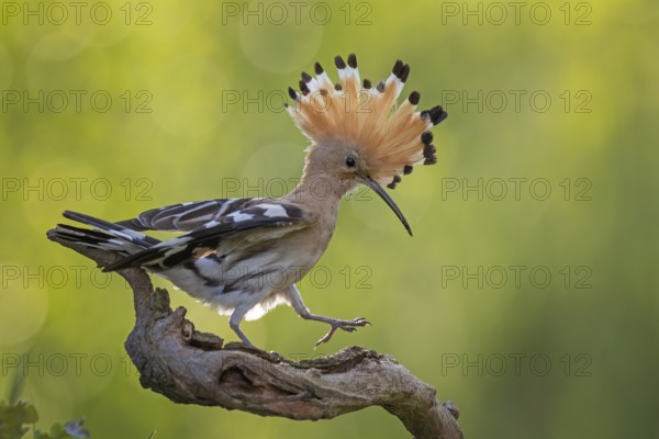 Hoopoe (Upupa epops) Bird of the Year 2022, male on perching branch, foraging, raised canopy, sunrise, interaction, climate change, Middle Elbe Biosphere Reserve, Saxony-Anhalt, Germany