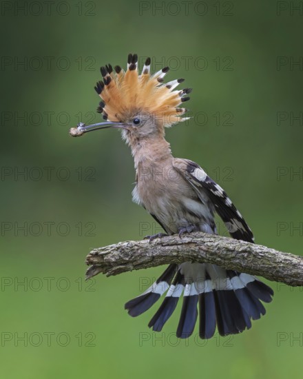Hoopoe (Upupa epops) Bird of the Year 2022, male with food, prey, foraging, food for the young birds, erected bonnet, sunrise, interaction, breeding cavity, on approach, wings, climate change, Middle Elbe Biosphere Reserve, Saxony-Anhalt, Germany