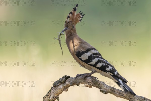 Hoopoe (Upupa epops) Bird of the Year 2022, male with food, sand lizard as prey, foraging, food for the young birds, erected canopy, sunrise, interaction, breeding cave, nest, climate change, Middle Elbe Biosphere Reserve, Saxony-Anhalt, Germany